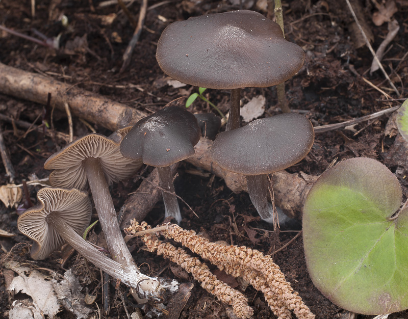 Entoloma vernum